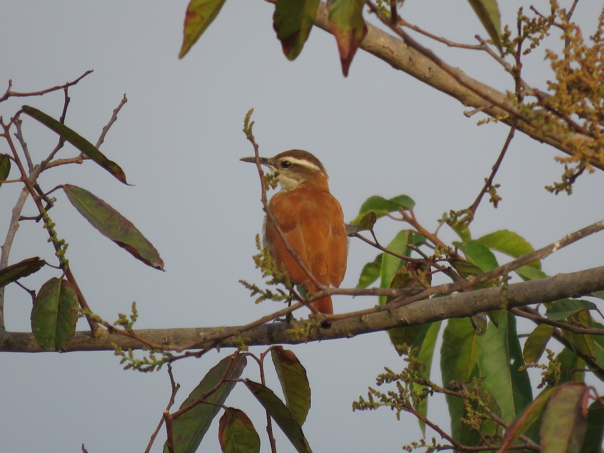 Wing-banded Hornero - ML643272244