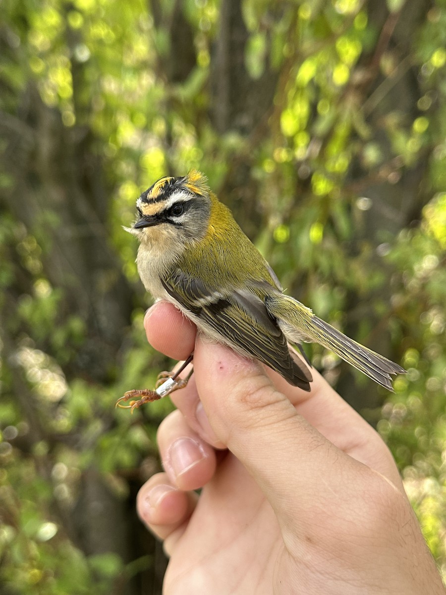 Common Firecrest - ML643272248