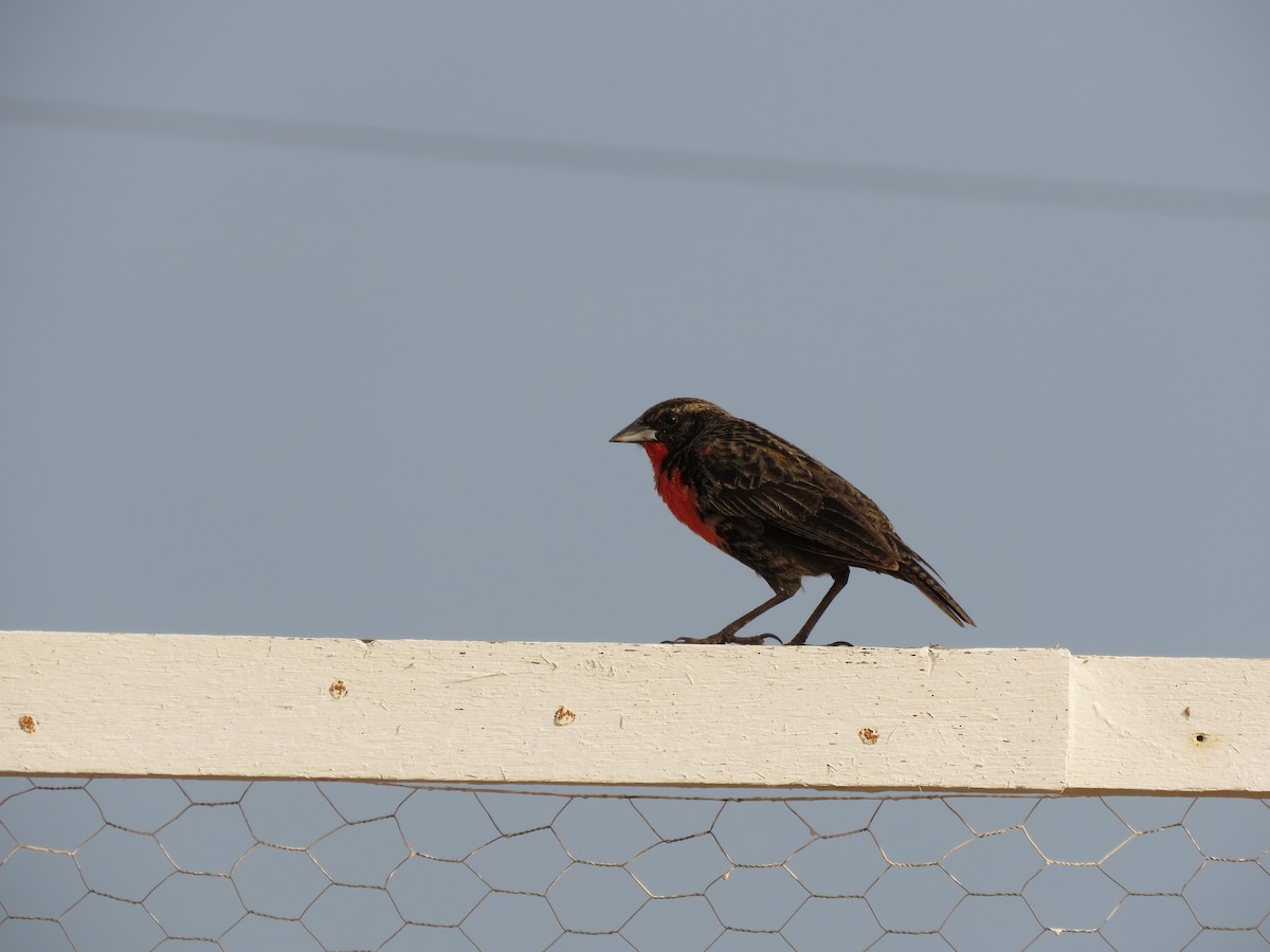 Red-breasted Meadowlark - ML643272252