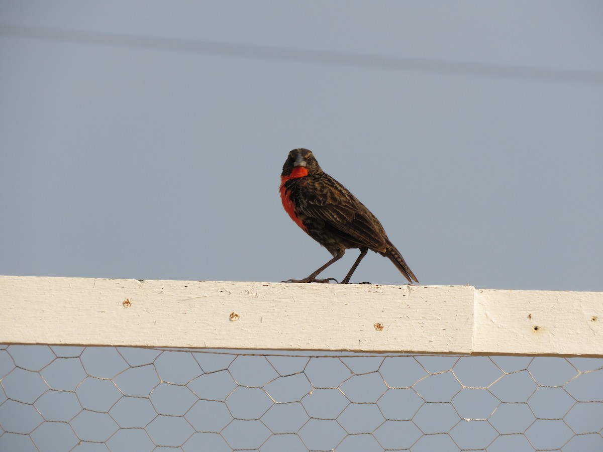 Red-breasted Meadowlark - ML643272253