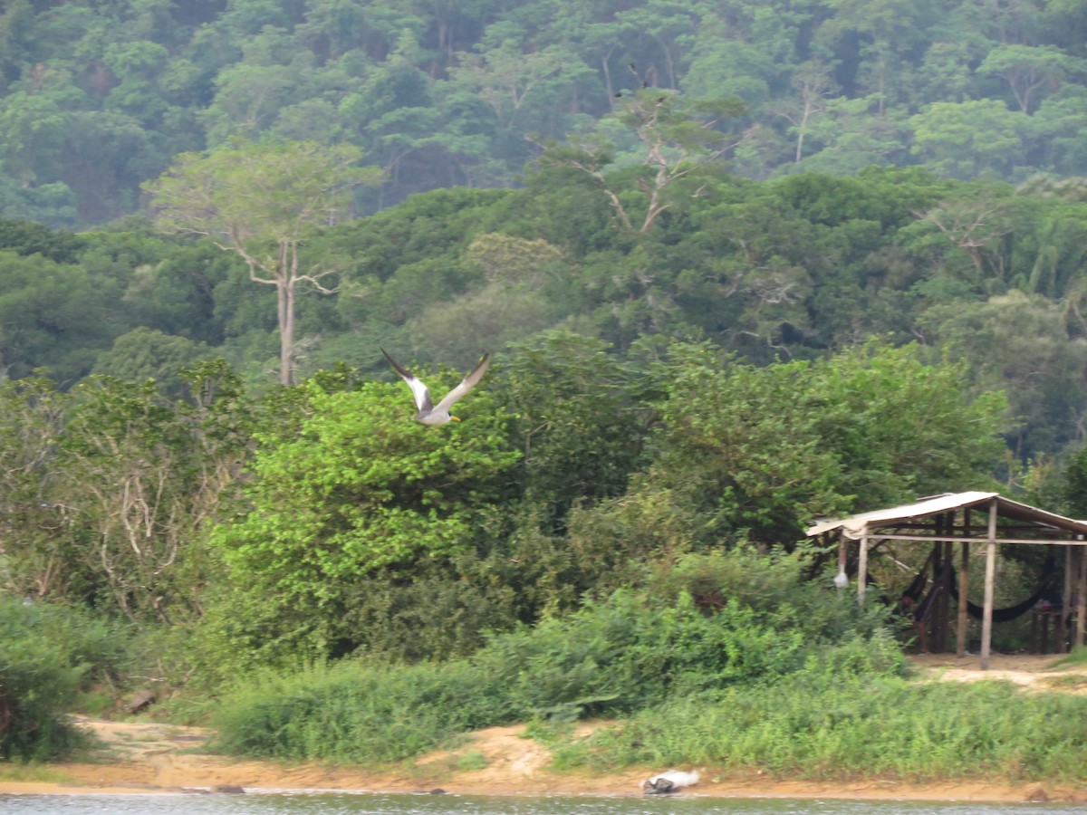 Large-billed Tern - ML643272259