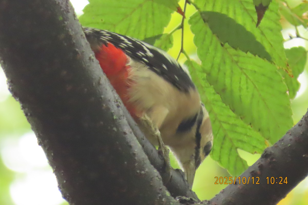 Great Spotted Woodpecker - ML643272276