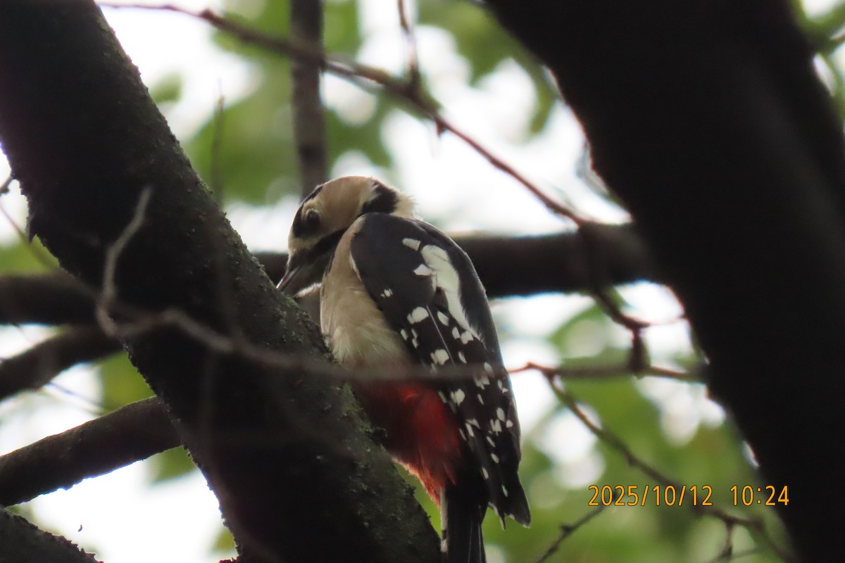 Great Spotted Woodpecker - ML643272277