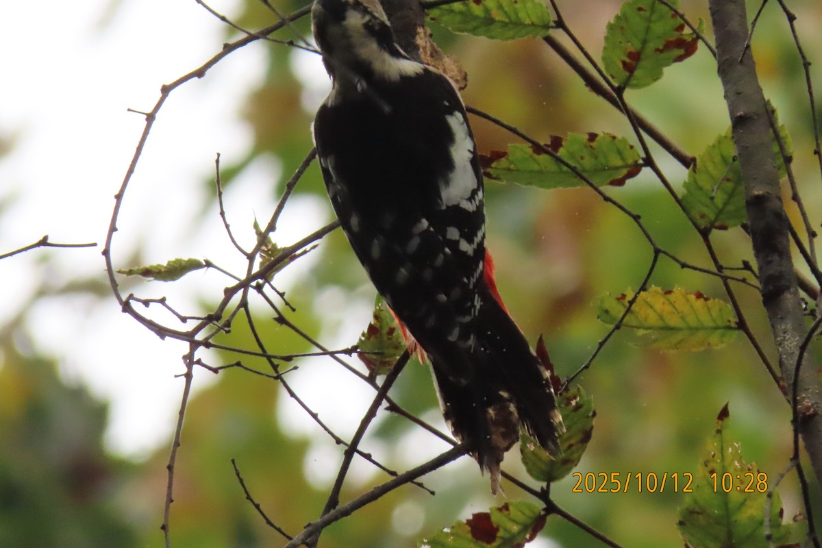 Great Spotted Woodpecker - ML643272278