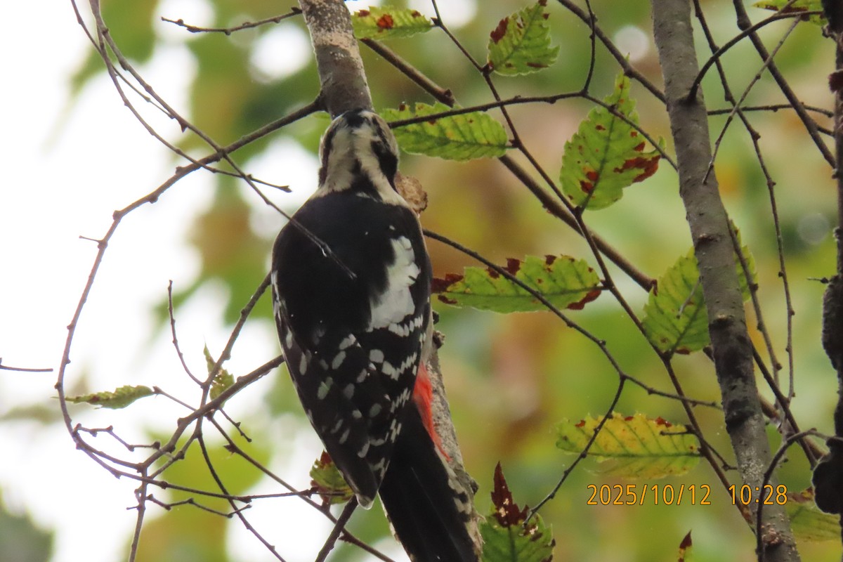 Great Spotted Woodpecker - ML643272280