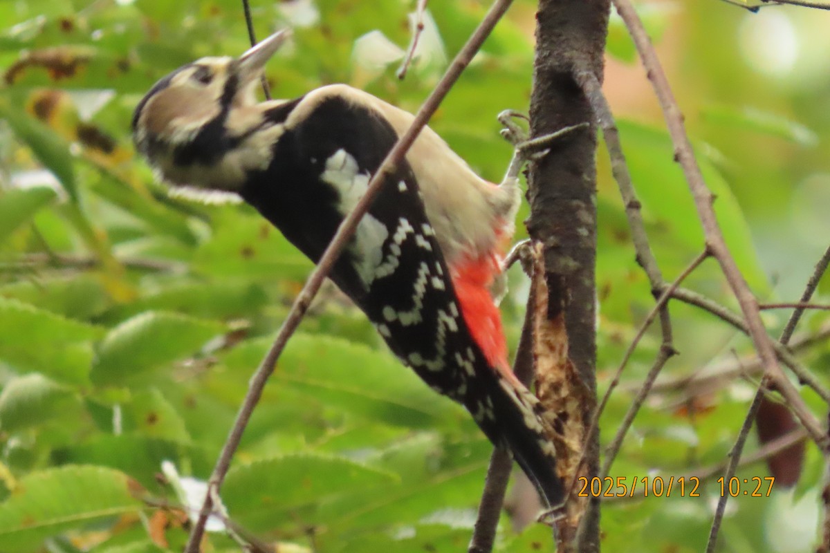 Great Spotted Woodpecker - ML643272281