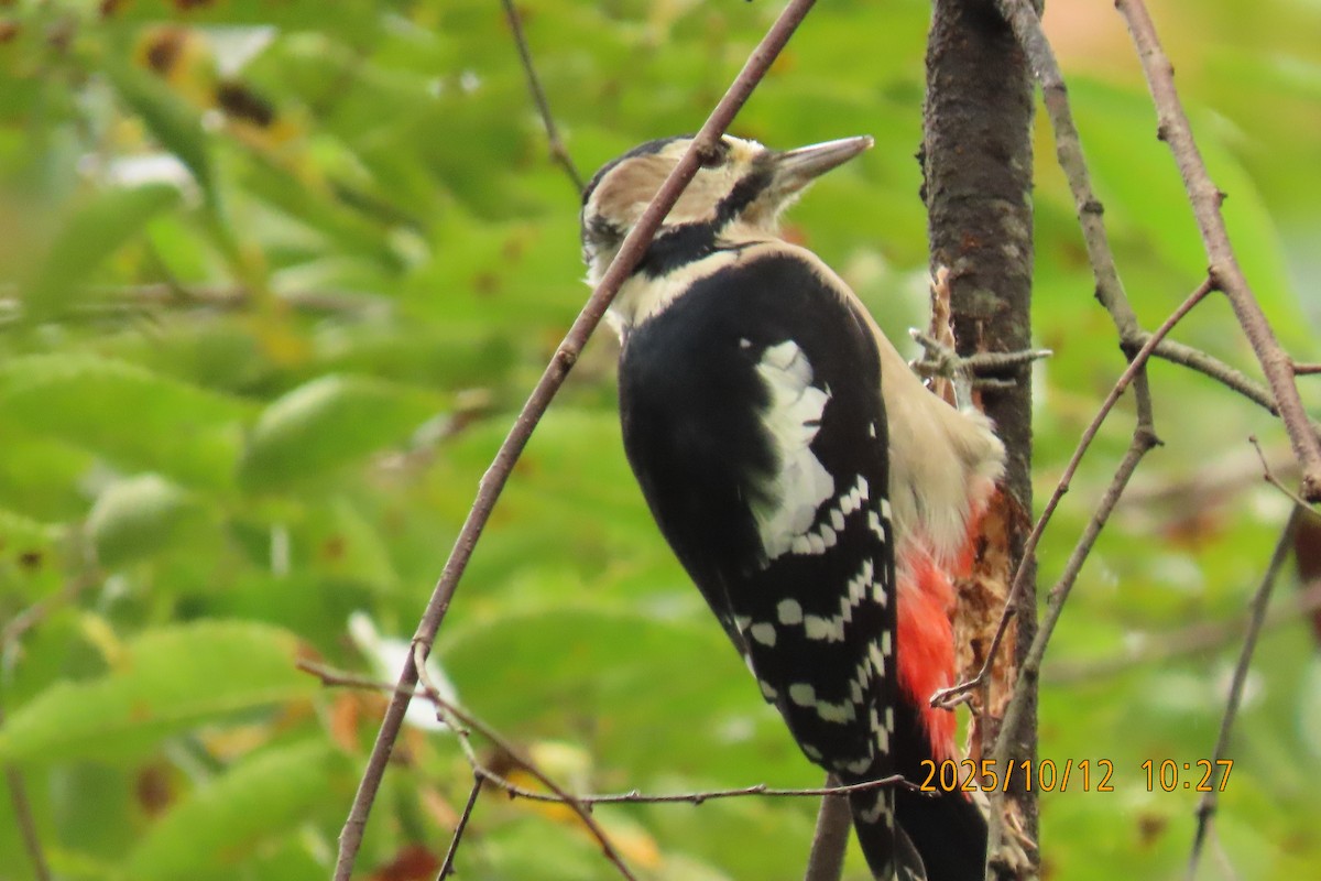 Great Spotted Woodpecker - ML643272282