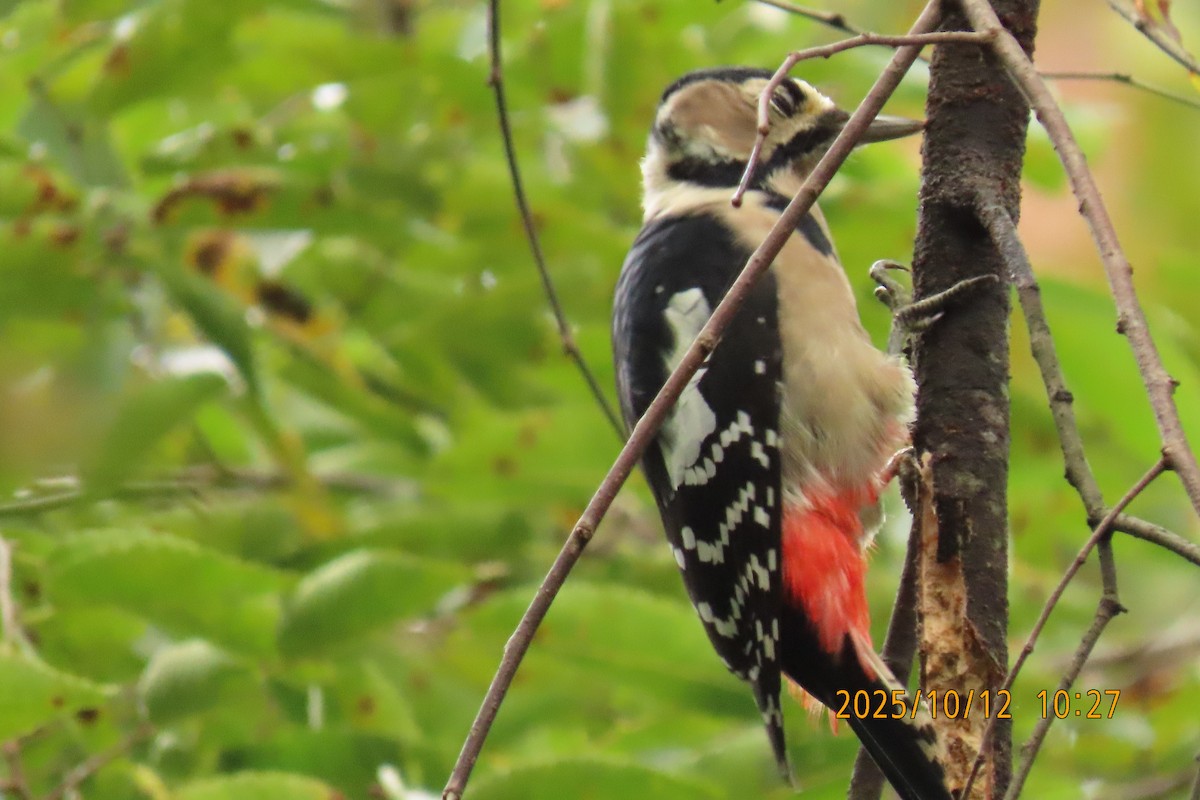 Great Spotted Woodpecker - ML643272283