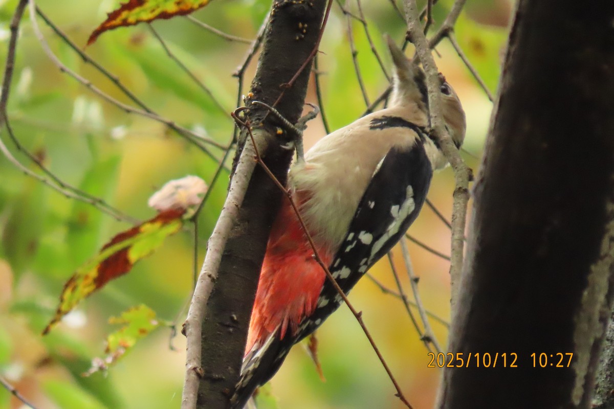 Great Spotted Woodpecker - ML643272284