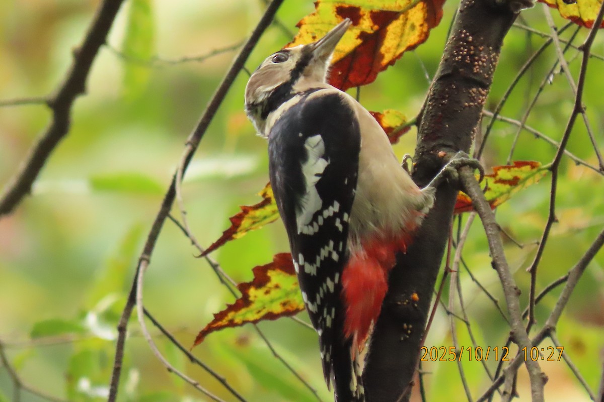 Great Spotted Woodpecker - ML643272285