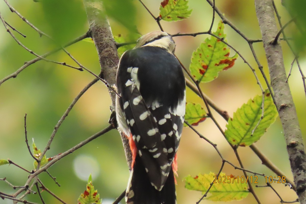 Great Spotted Woodpecker - ML643272286