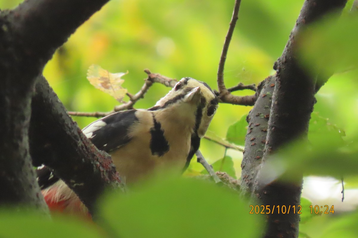 Great Spotted Woodpecker - ML643272287