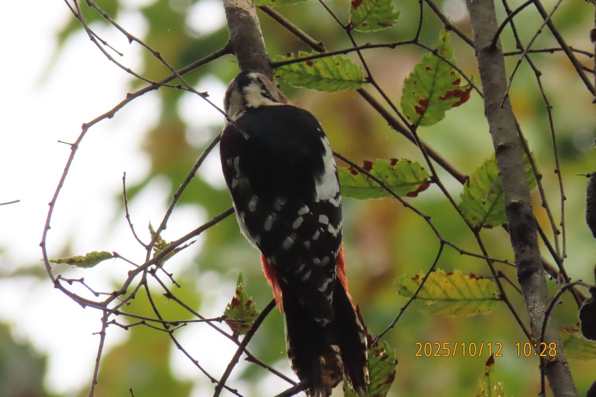 Great Spotted Woodpecker - ML643272288
