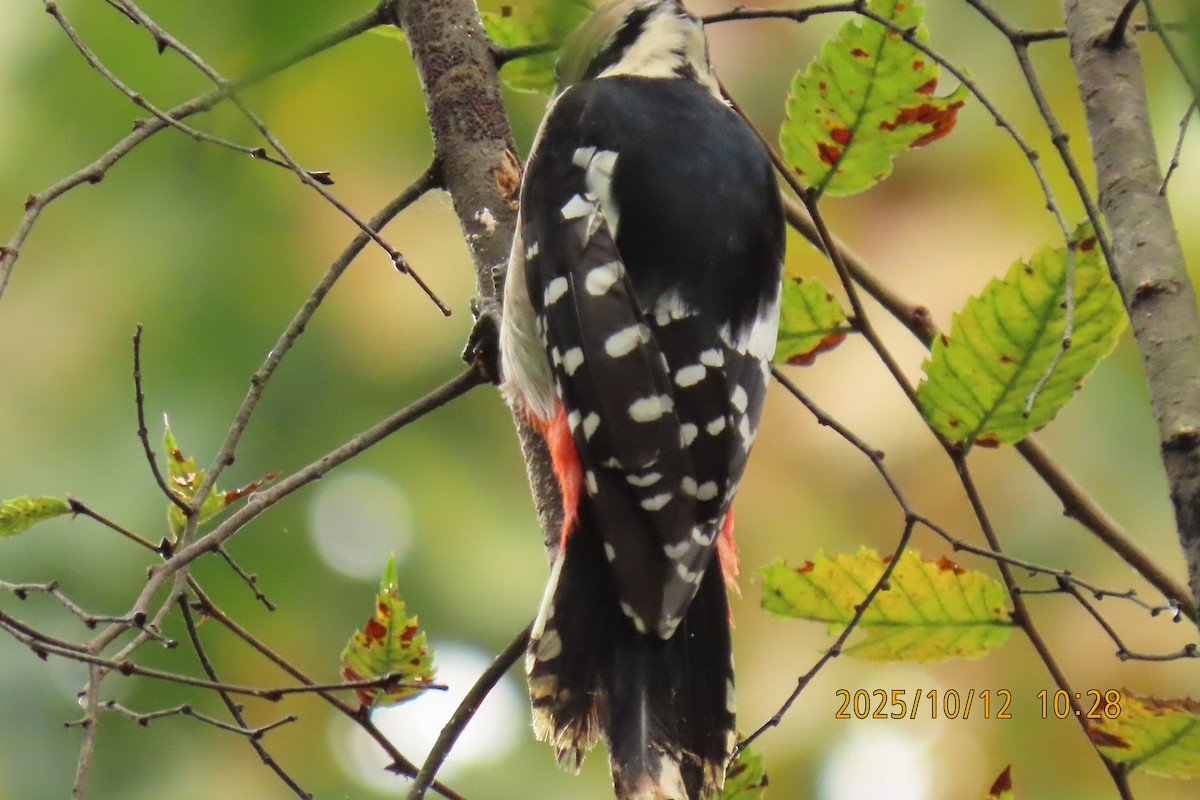 Great Spotted Woodpecker - ML643272289