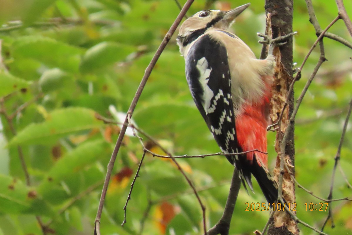 Great Spotted Woodpecker - ML643272290