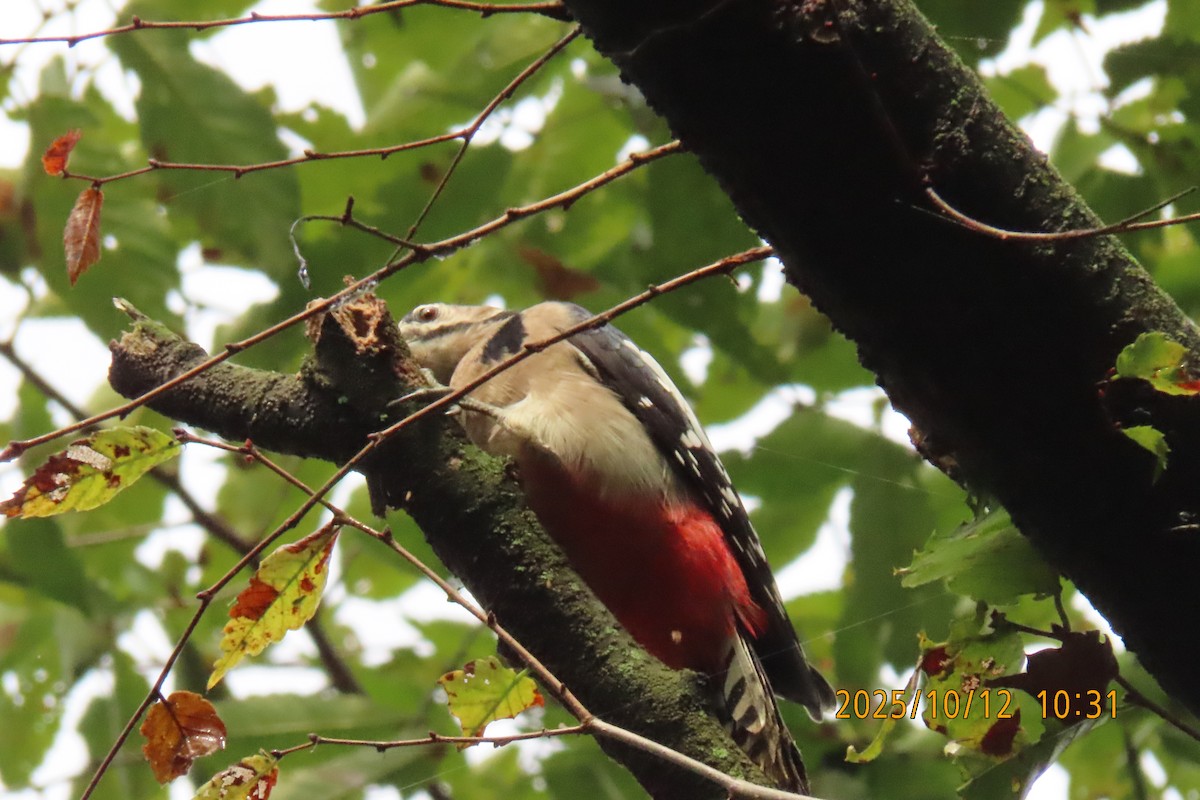 Great Spotted Woodpecker - ML643272291