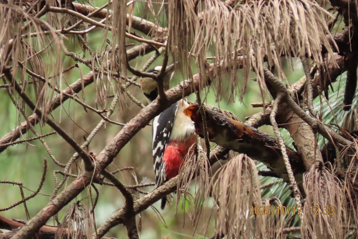 Great Spotted Woodpecker - ML643272293