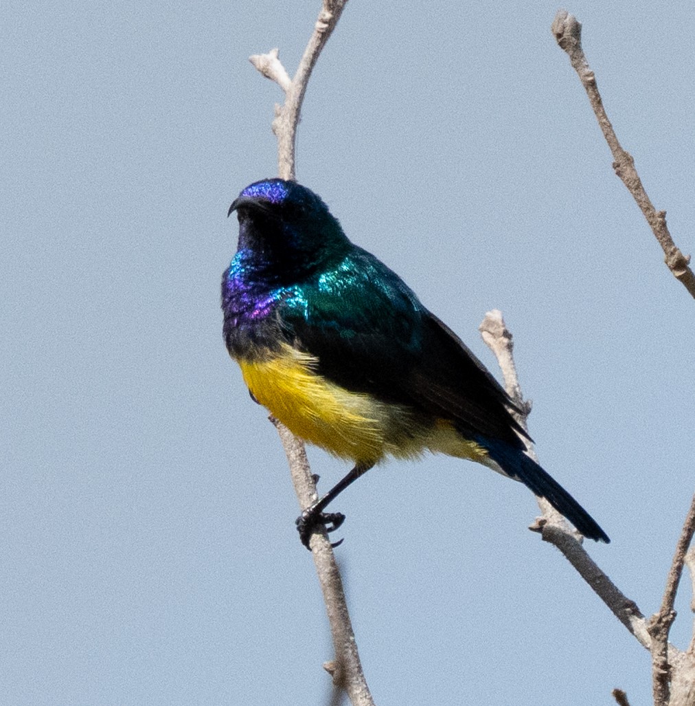Variable Sunbird - ML643272311