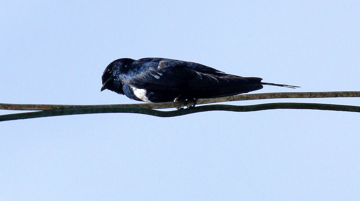 White-banded Swallow - ML643272313