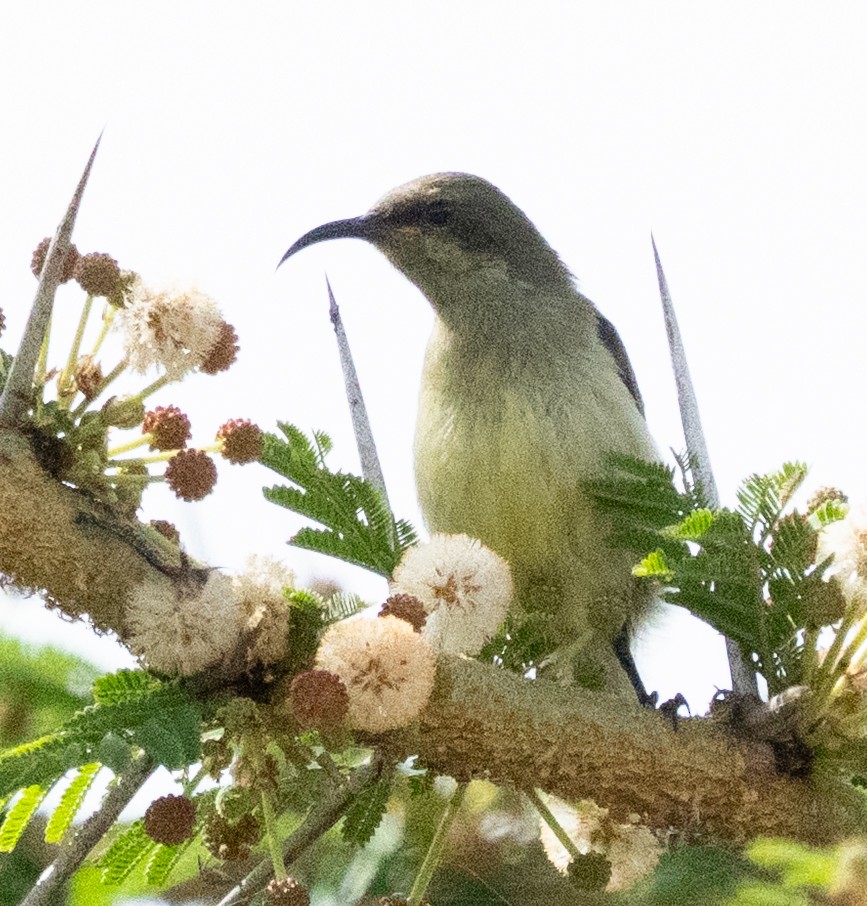 Variable Sunbird - ML643272314