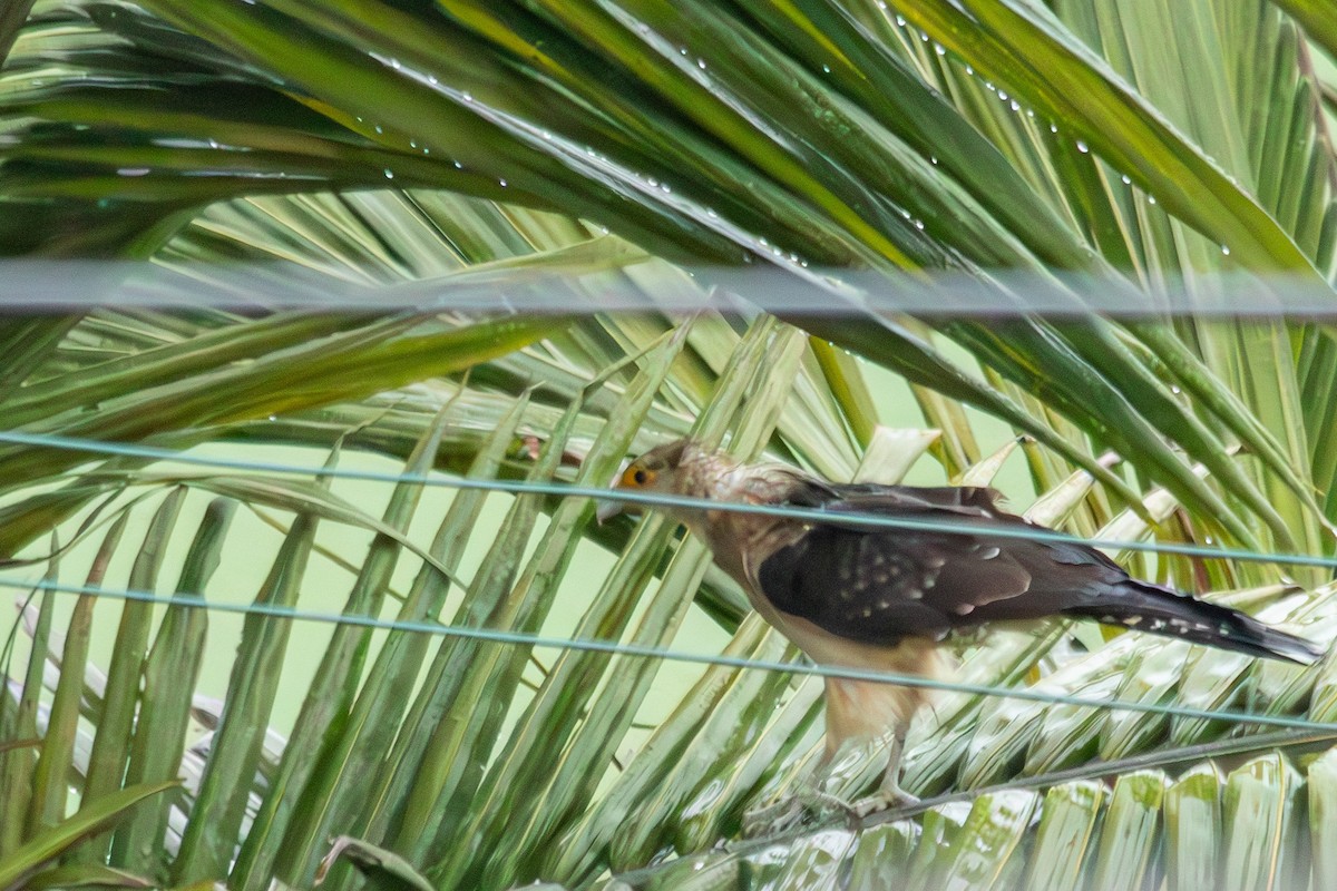 Yellow-headed Caracara - ML643272325
