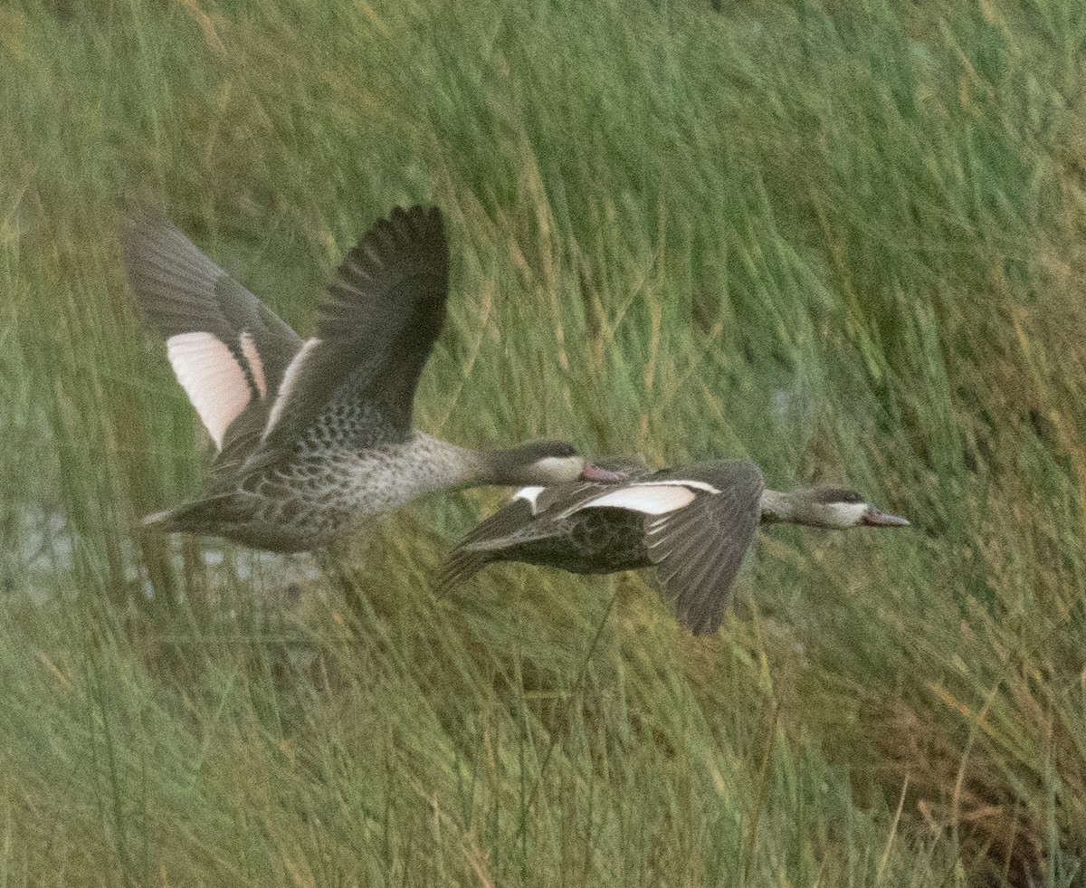 Red-billed Duck - ML643272345