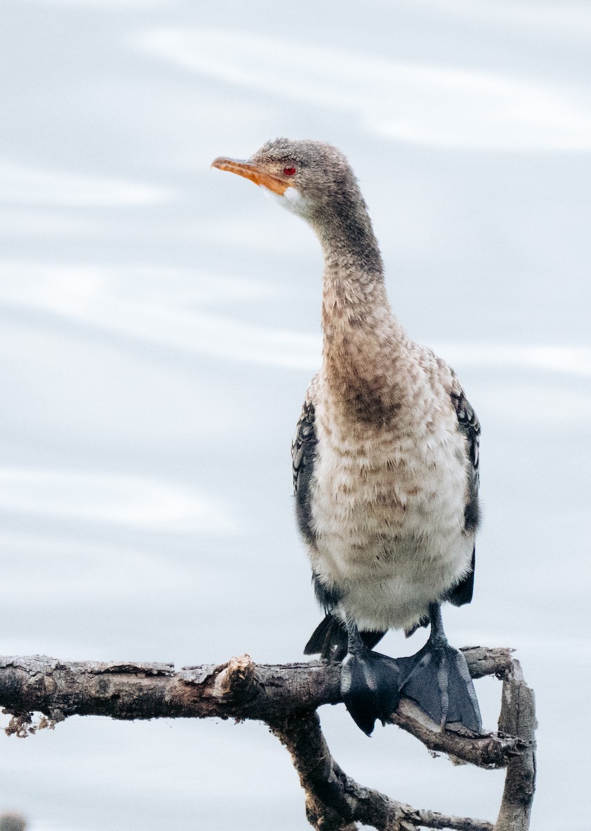 Reed Cormorant - ML643272352