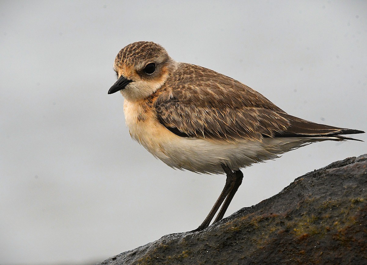 Tibetan Sand-Plover - ML643272360