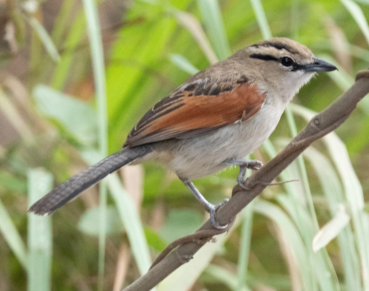 Brown-crowned Tchagra - ML643272385