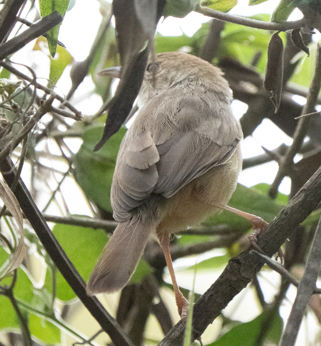 Rattling Cisticola - ML643272386