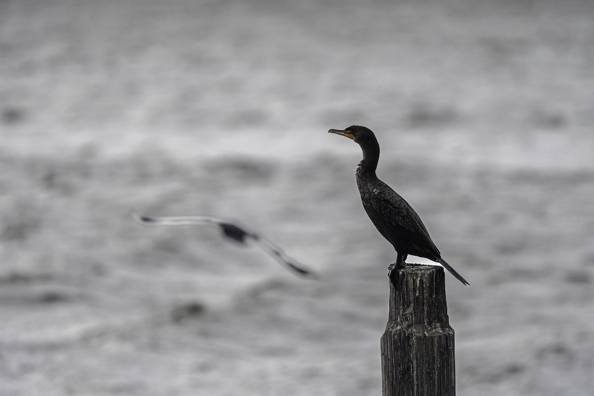 Double-crested Cormorant - ML643272389