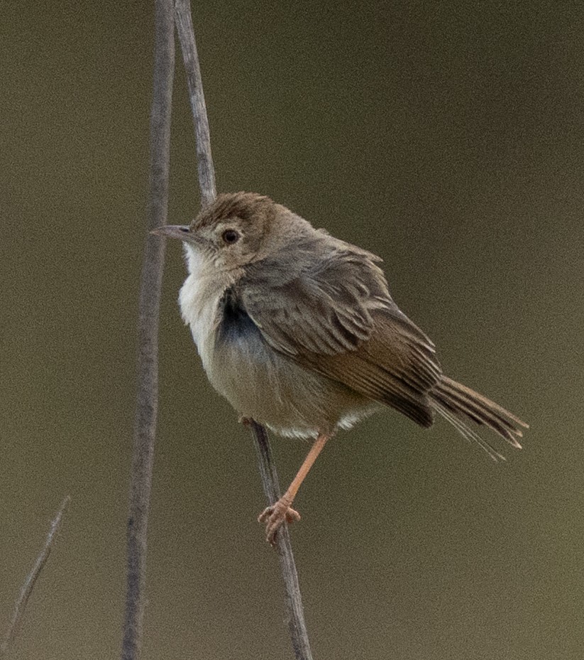 Rattling Cisticola - ML643272392