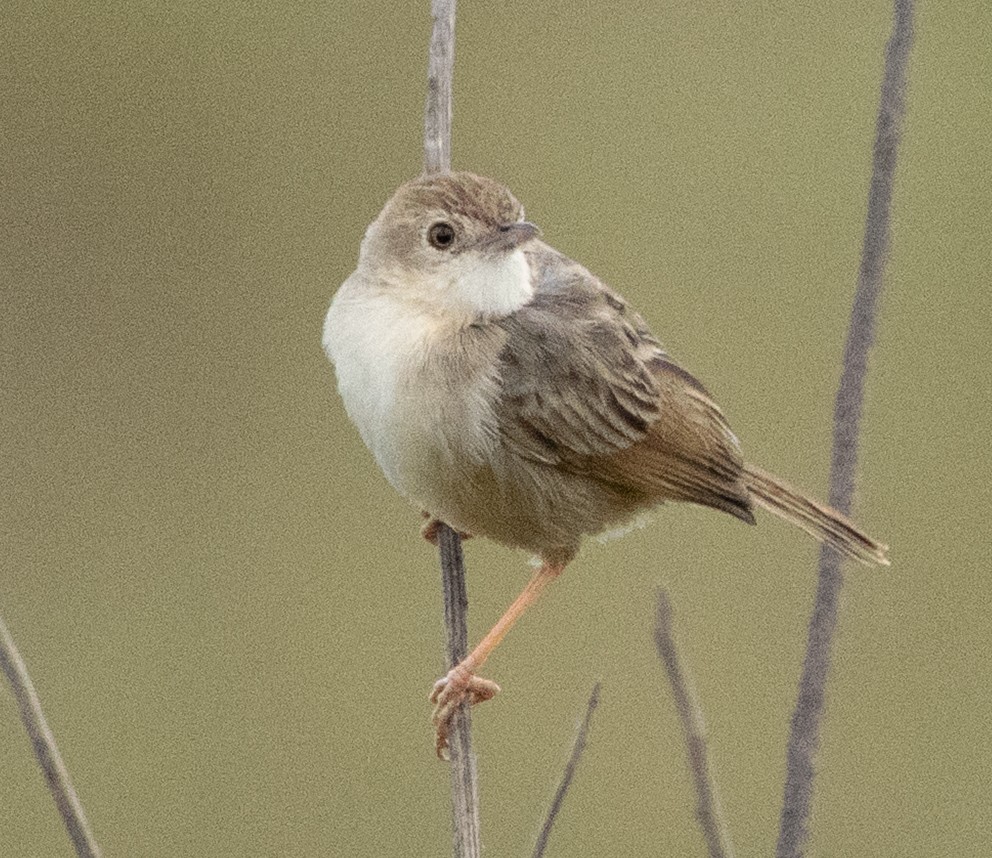 Rattling Cisticola - ML643272393