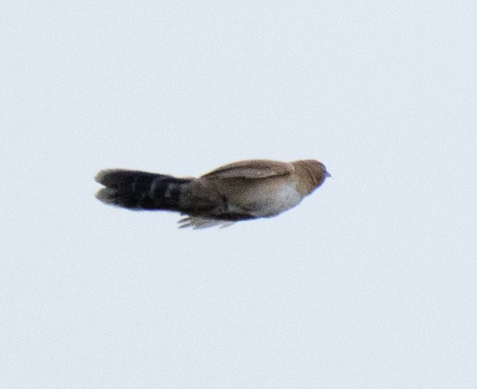 Trilling Cisticola - ML643272399
