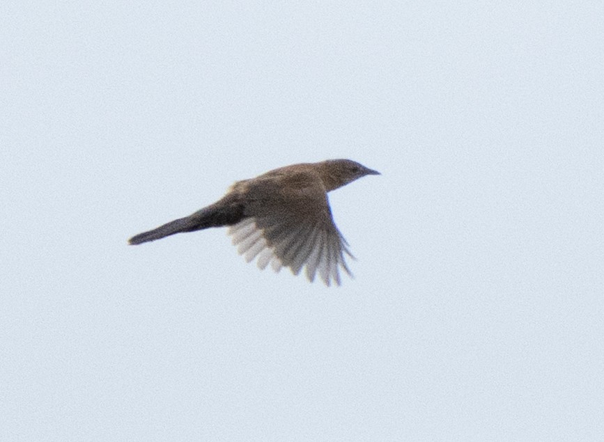 Trilling Cisticola - ML643272400