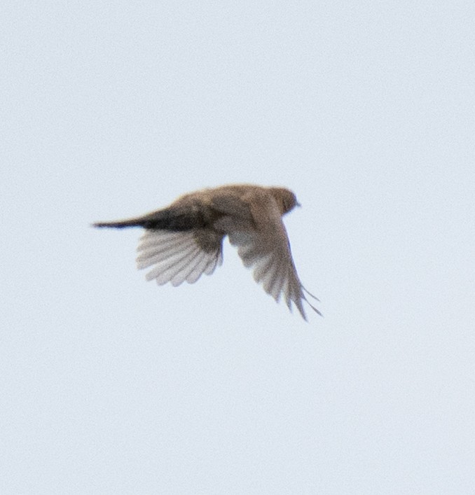 Trilling Cisticola - ML643272401