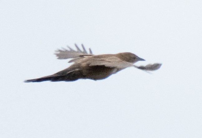 Trilling Cisticola - ML643272402