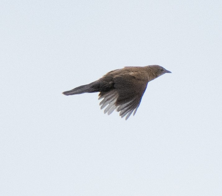 Trilling Cisticola - ML643272403