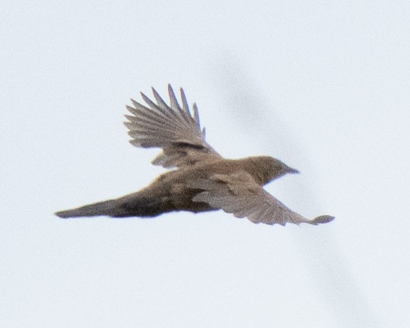 Trilling Cisticola - ML643272404