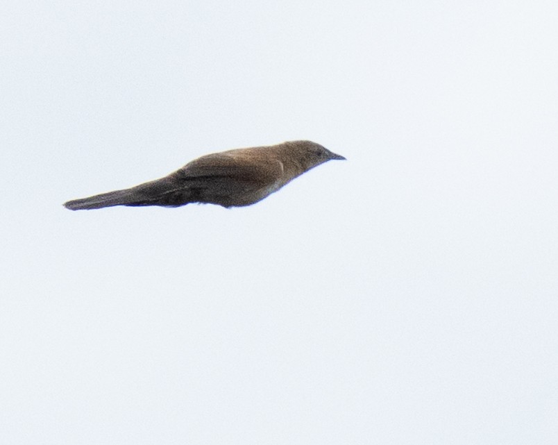 Trilling Cisticola - ML643272405