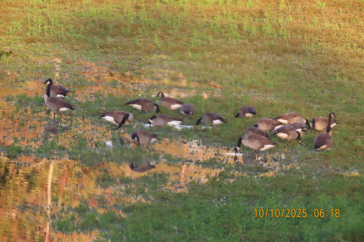 Canada Goose - ML643272406