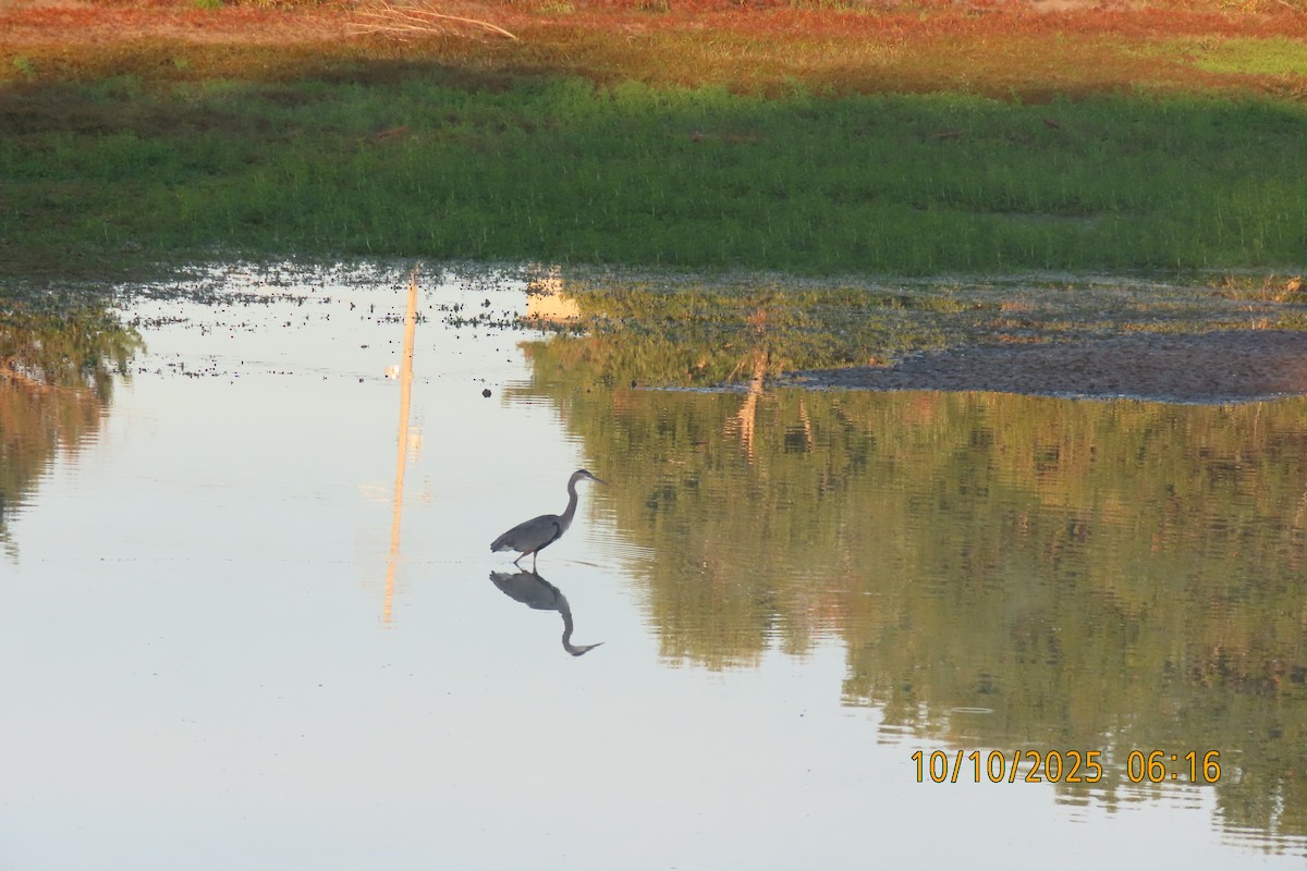 Great Blue Heron - ML643272433