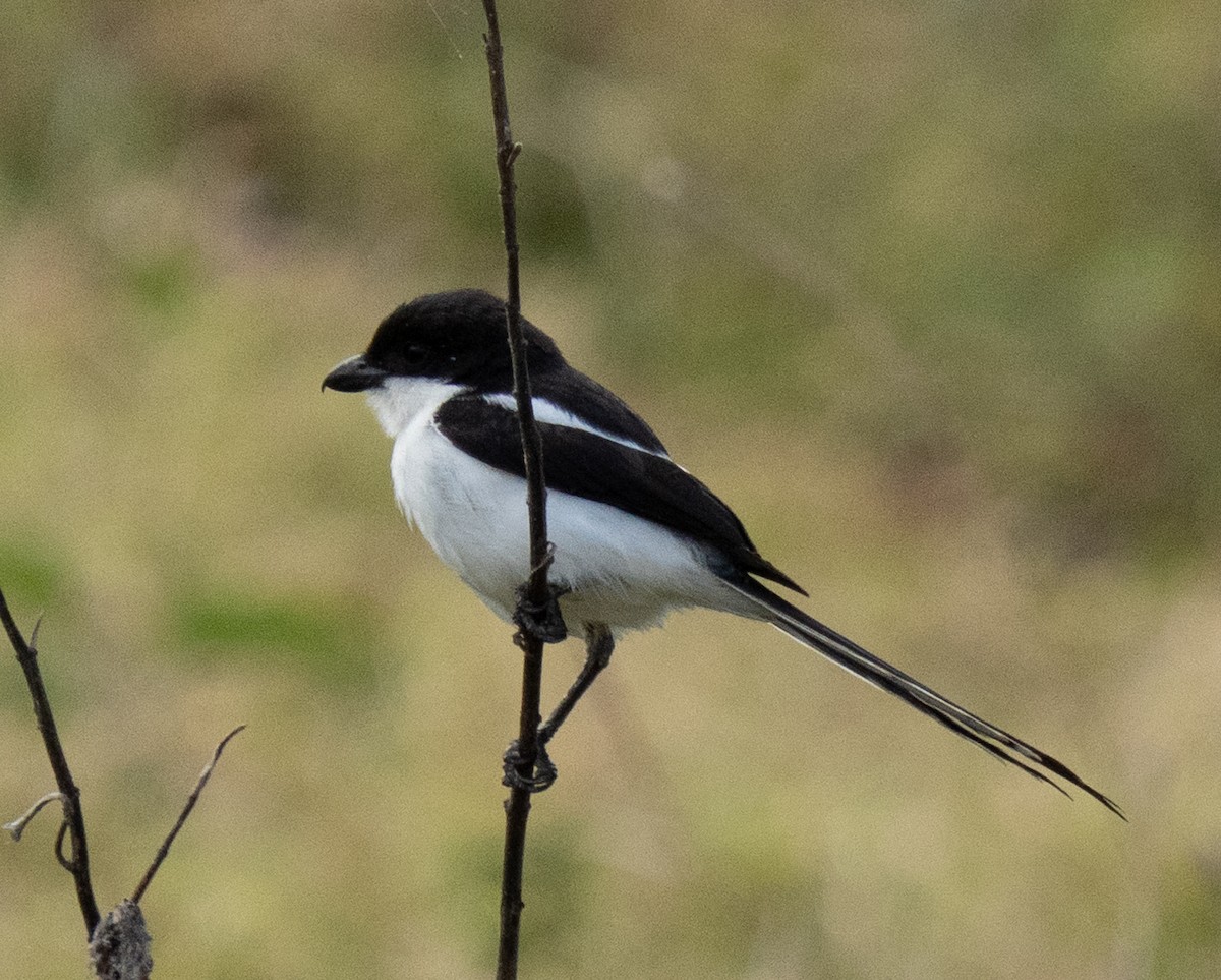 Northern Fiscal - ML643272441