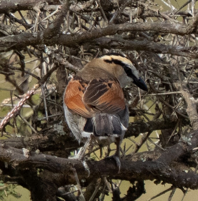 Black-crowned Tchagra - ML643272445