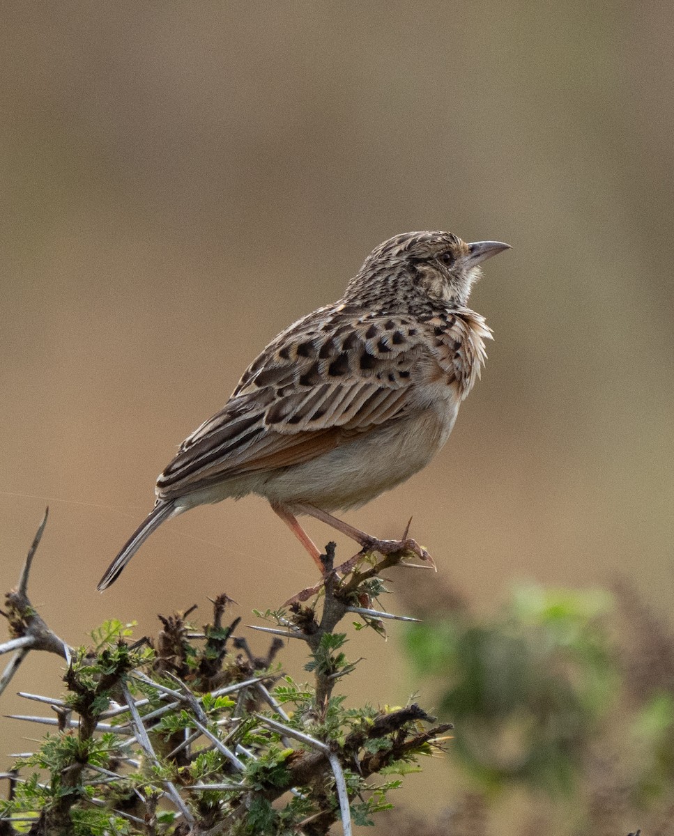 Sentinel Lark - ML643272447