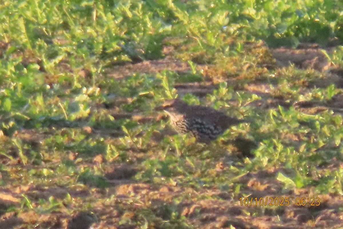 European Starling - ML643272456
