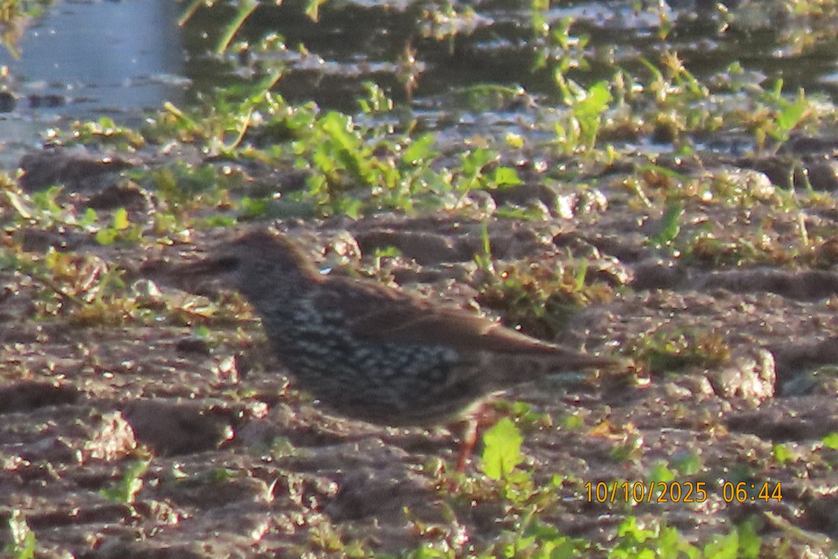 European Starling - ML643272457