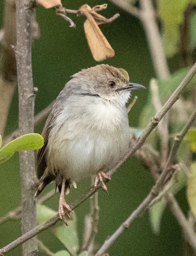 Trilling Cisticola - ML643272473