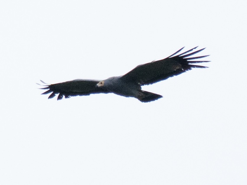 African Harrier-Hawk - ML643272475