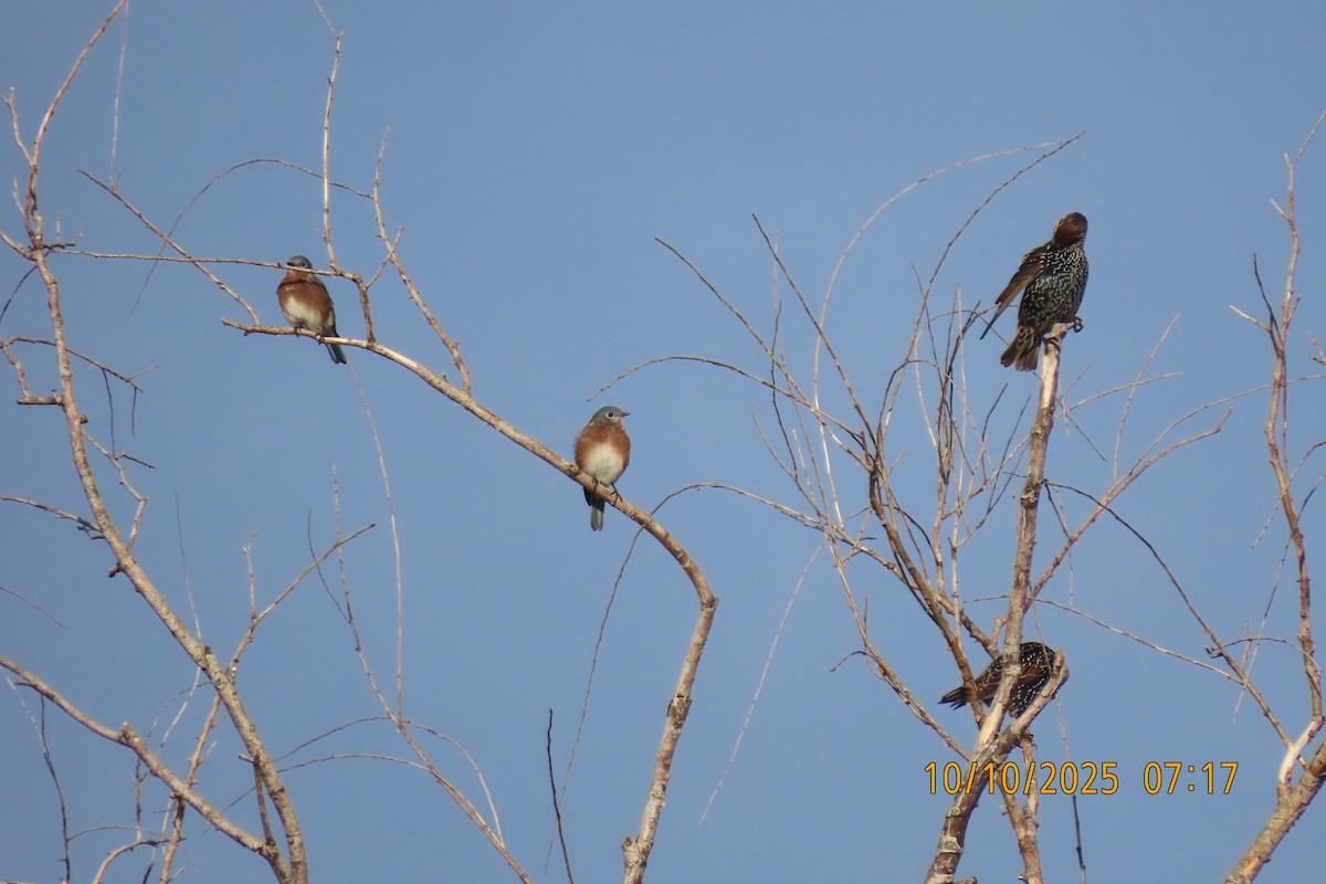Eastern Bluebird - ML643272488